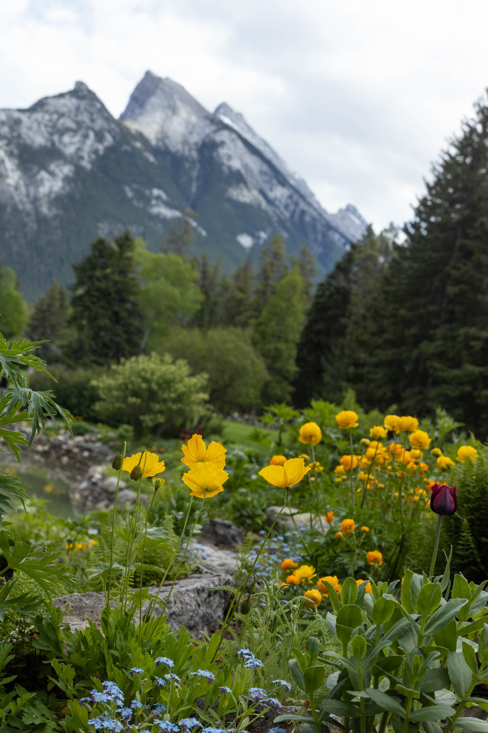 Yellow and purple flowers bloom in the foreground with a backdrop of lush greenery and towering, snow-dusted mountains.
