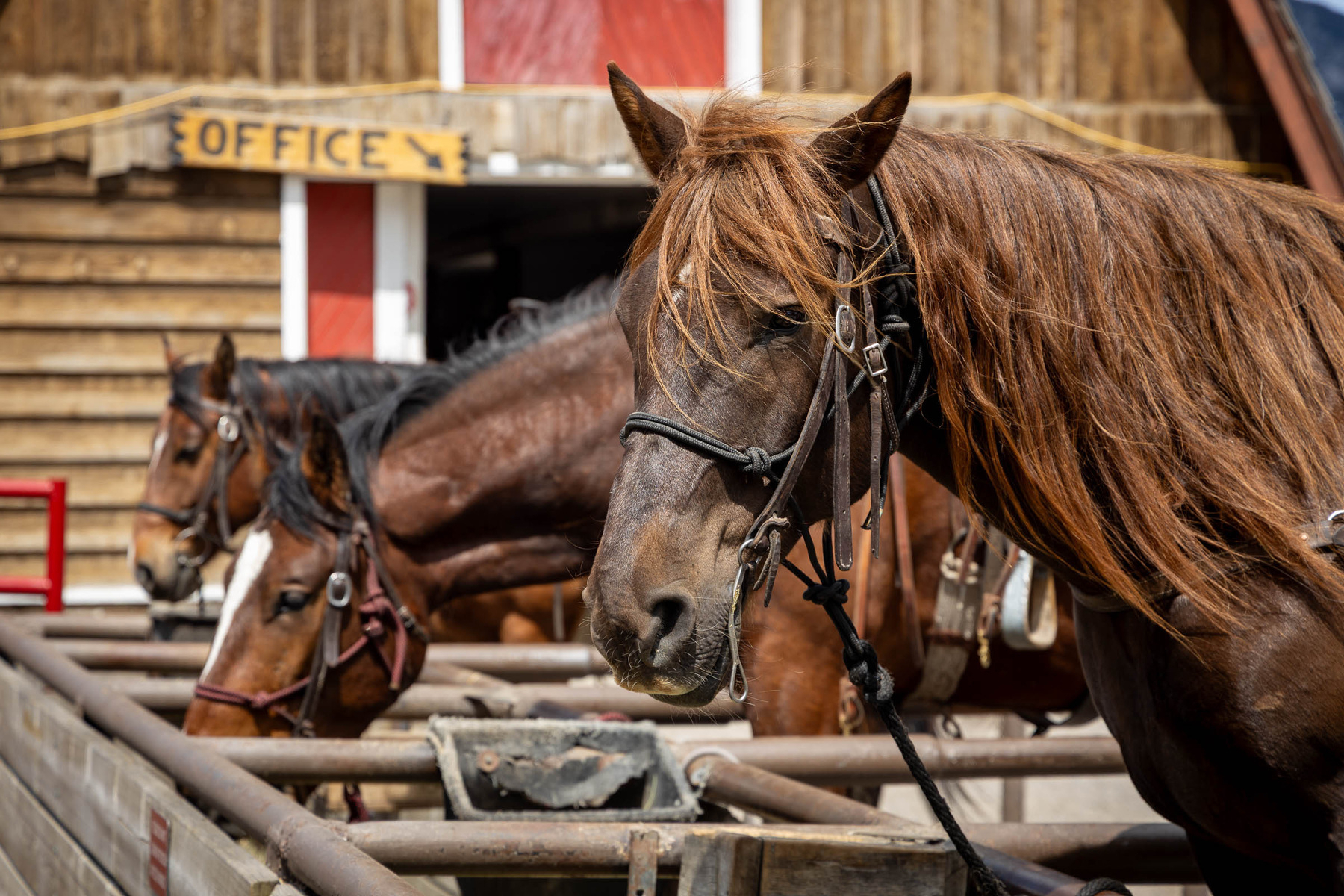 Three horses with saddles stand in a fenced area outside a wooden building labeled OFFICE.