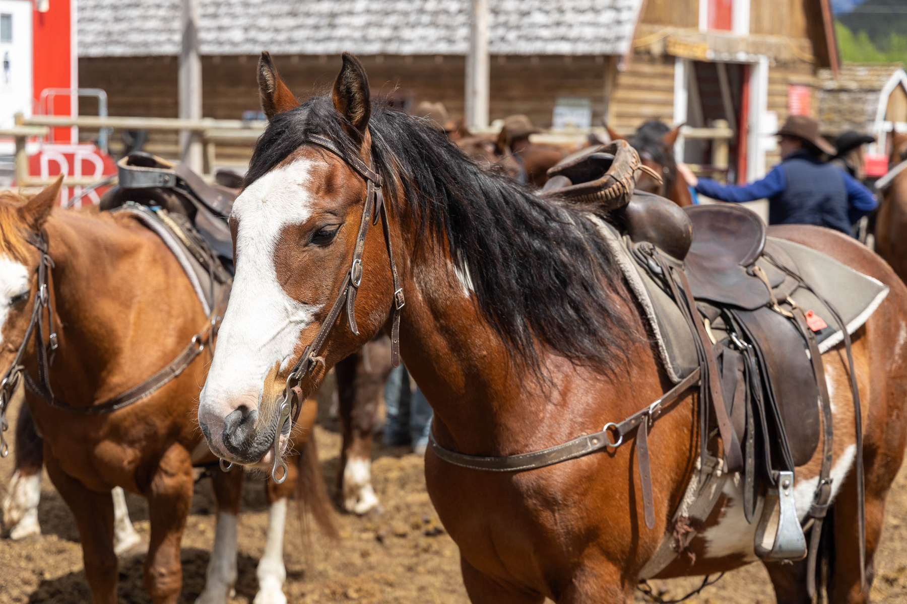 A saddled horse with a white blaze stands among other horses at a ranch or stable.
